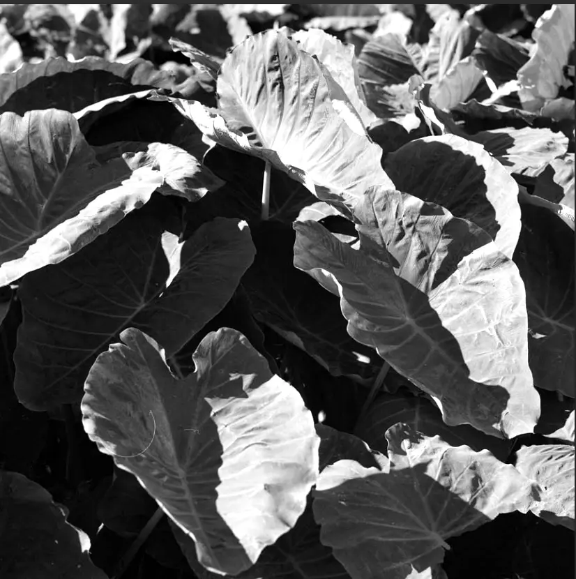 Ñame sembrado en los Sauces